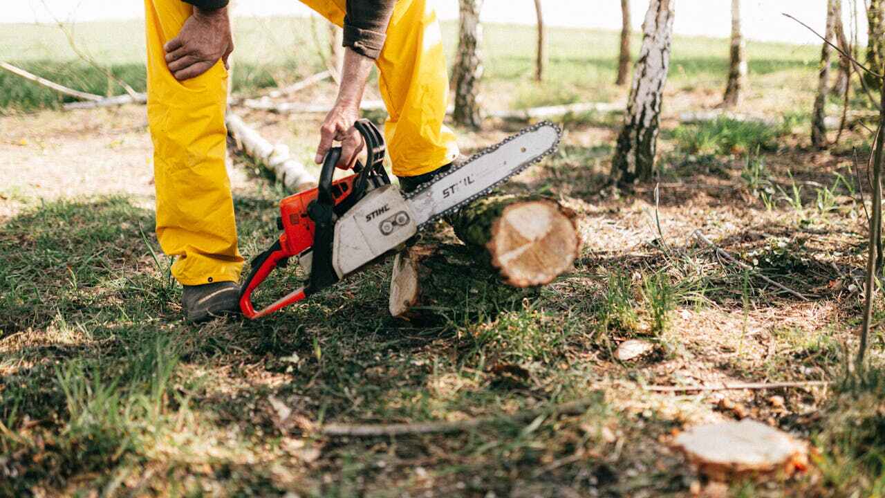 Best Tree Branch Trimming  in Jesup, GA